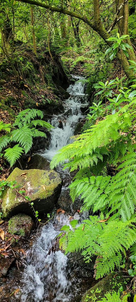 Levada dos Agriões — O traçado no leito do ribeiro — foto 2