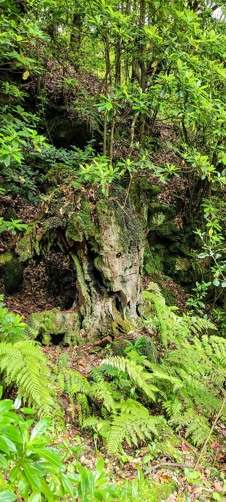 13.06.2022 3 neue Levadas westlich von Rosario — Ao longo dos 'indicadores' até à primeira Madre da Levada dos Agrioes — foto 5