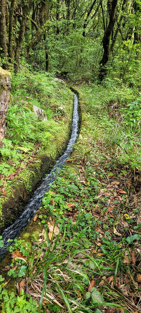 13.06.2022 3 neue Levadas westlich von Rosario — Ao longo dos 'indicadores' até à primeira Madre da Levada dos Agrioes — foto 6