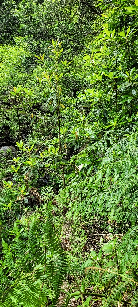 13.06.2022 3 neue Levadas westlich von Rosario — Ao longo dos 'indicadores' até à primeira Madre da Levada dos Agrioes — foto 7