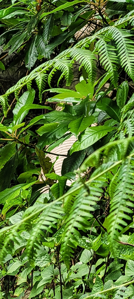 13.06.2022 3 neue Levadas westlich von Rosario — Ao longo dos 'indicadores' até à primeira Madre da Levada dos Agrioes — foto 8