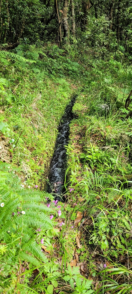 13.06.2022 3 neue Levadas westlich von Rosario — Ao longo dos 'indicadores' até à primeira Madre da Levada dos Agrioes — foto 9
