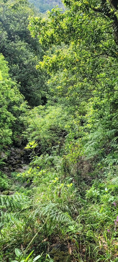 13.06.2022 3 neue Levadas westlich von Rosario — Ao longo dos 'indicadores' até à primeira Madre da Levada dos Agrioes — foto 11