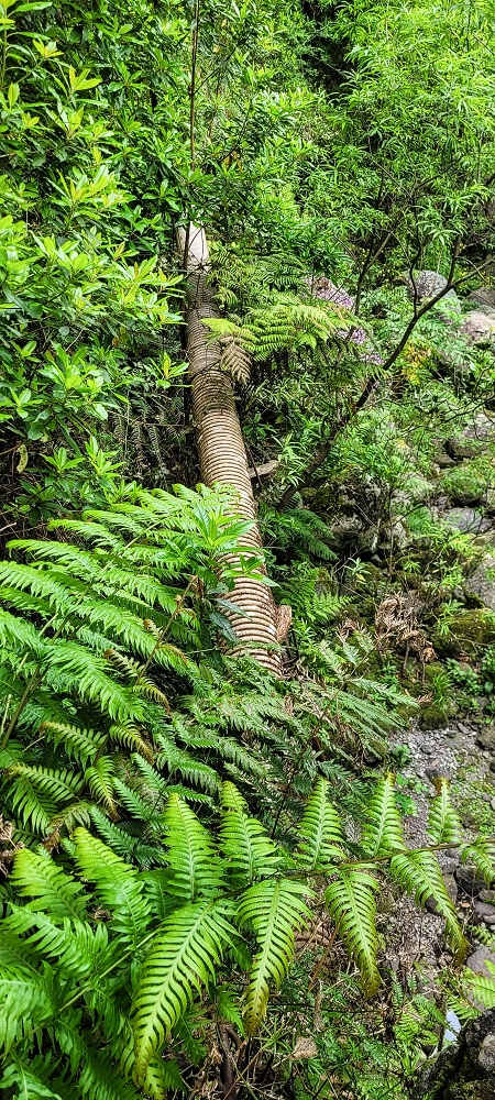 Levada dos Agriões — O fim do tubo — foto 2