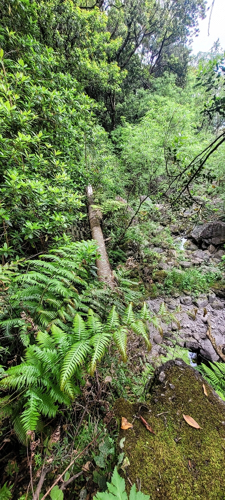 Levada dos Agriões — A primeira Madre vista de oeste — foto 5