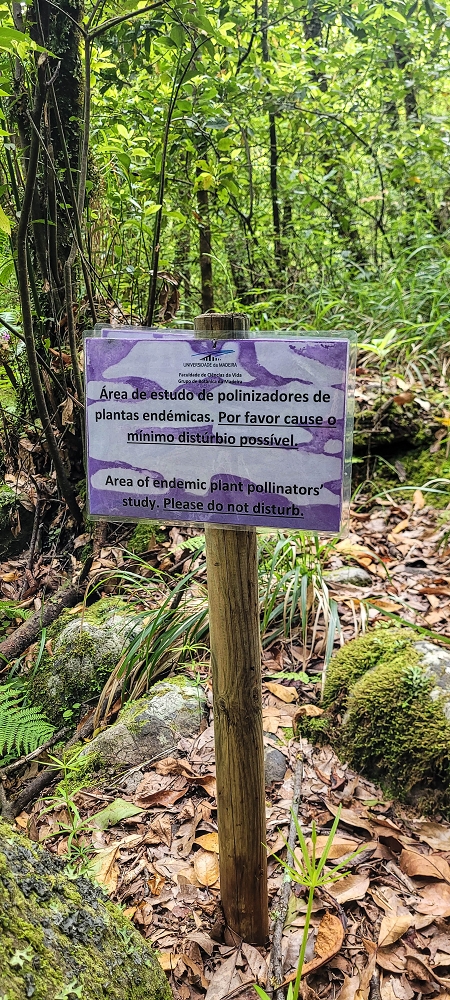 13.06.2022 3 neue Levadas westlich von Rosario — Travessia do ribeiro e regresso à primeira Madre — foto 2