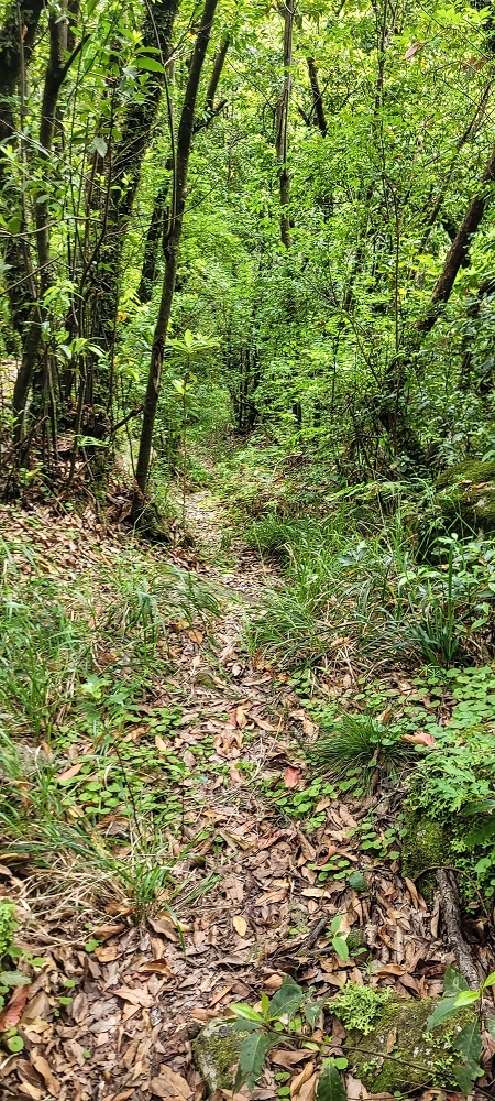 13.06.2022 3 neue Levadas westlich von Rosario — Travessia do ribeiro e regresso à primeira Madre — foto 3
