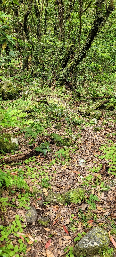 13.06.2022 3 neue Levadas westlich von Rosario — Travessia do ribeiro e regresso à primeira Madre — foto 4