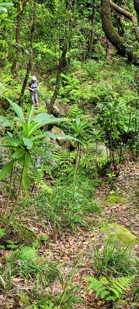 13.06.2022 3 neue Levadas westlich von Rosario — Travessia do ribeiro e regresso à primeira Madre — foto 5