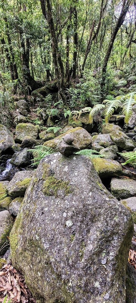 13.06.2022 3 neue Levadas westlich von Rosario — Travessia do ribeiro e regresso à primeira Madre — foto 6