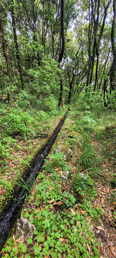 Levada dos Agriões — O traçado aberto da levada até ao leito do ribeiro — foto 1