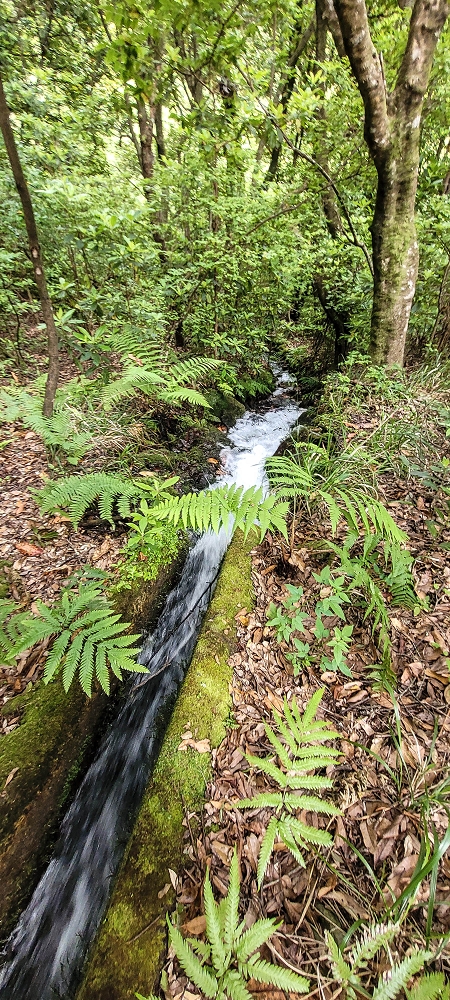 Levada dos Agriões — O traçado aberto da levada até ao leito do ribeiro — foto 6