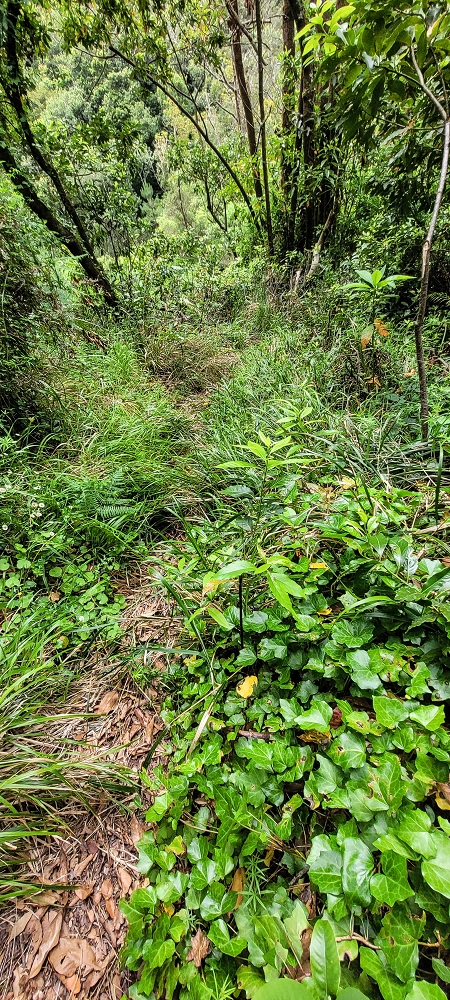13.06.2022 3 neue Levadas westlich von Rosario — Este é o caminho certo — foto 1