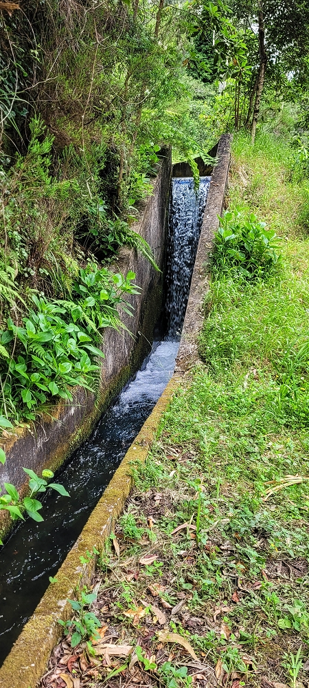 13.06.2022 3 neue Levadas westlich von Rosario — Levada da Faja do Rodrigues — foto 1