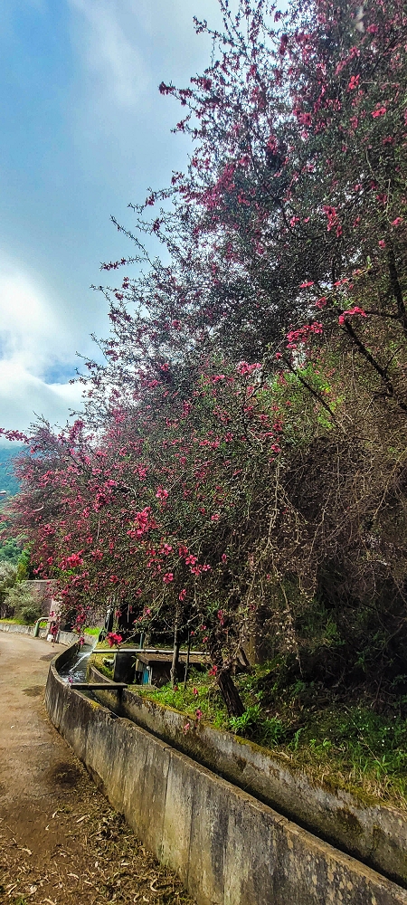 13.06.2022 3 neue Levadas westlich von Rosario — Levada da Faja do Rodrigues — foto 6