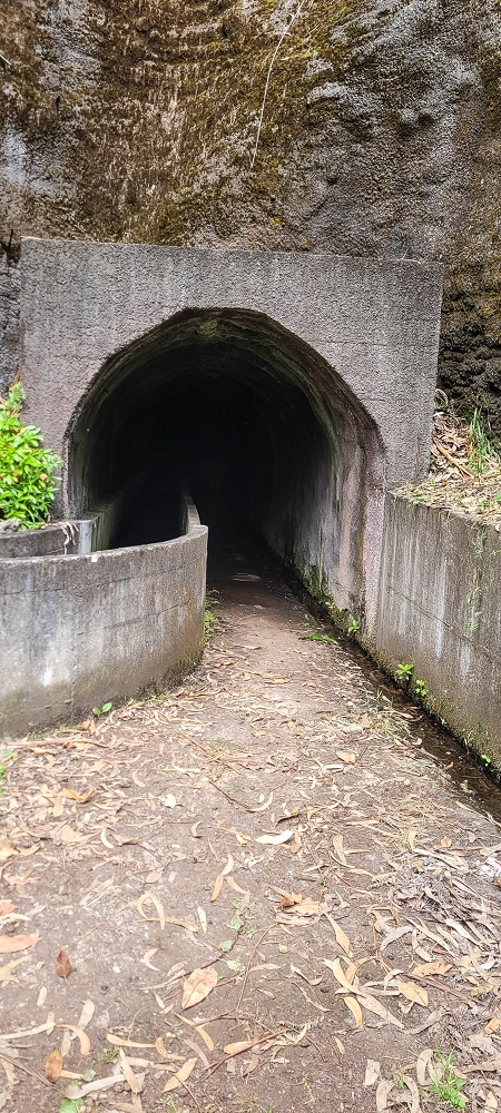 13.06.2022 3 neue Levadas westlich von Rosario — Levada da Faja do Rodrigues — foto 3