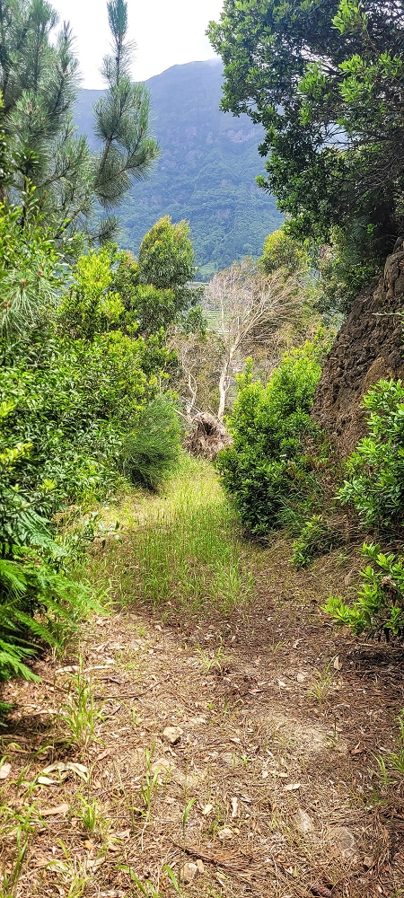 13.06.2022 3 neue Levadas westlich von Rosario — Parte inferior, coberta de vegetação, da 'pista' — foto 1