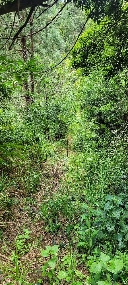 13.06.2022 3 neue Levadas westlich von Rosario — Parte inferior, coberta de vegetação, da 'pista' — foto 2