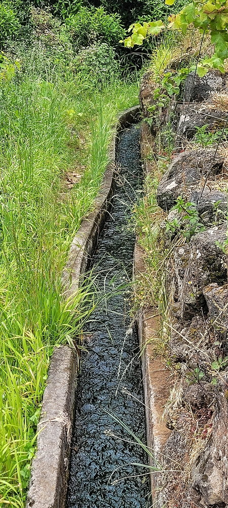 13.06.2022 3 neue Levadas westlich von Rosario — Levada do Poio no sentido da corrente, e de regresso — foto 11