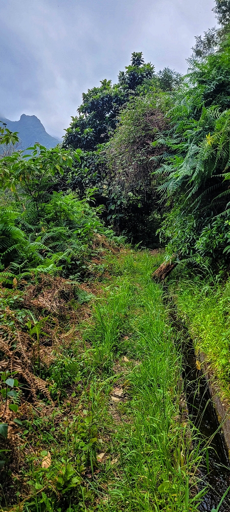 Levada do Poio — Verlauf bis zum Reservoir — Foto 13