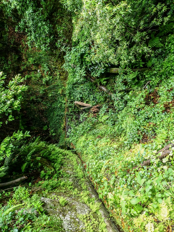 13.07.2018 Abschlusswanderung auf dem unglaublich grünen Unterlauf der Levada das Faias — Bis oberhalb des ersten Niveauüberganges — Foto 13