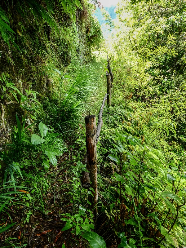 13.07.2018 Abschlusswanderung auf dem unglaublich grünen Unterlauf der Levada das Faias — Bis oberhalb des ersten Niveauüberganges — Foto 15