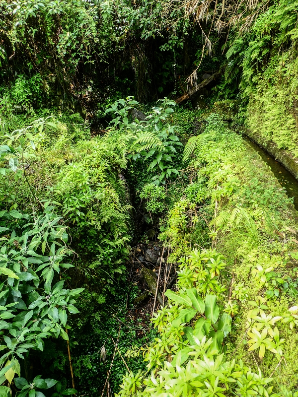 13.07.2018 Abschlusswanderung auf dem unglaublich grünen Unterlauf der Levada das Faias — Bis oberhalb des ersten Niveauüberganges — Foto 16