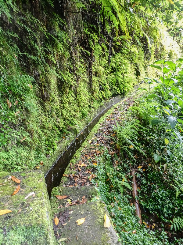 13.07.2018 Abschlusswanderung auf dem unglaublich grünen Unterlauf der Levada das Faias — Bis oberhalb des ersten Niveauüberganges — Foto 18