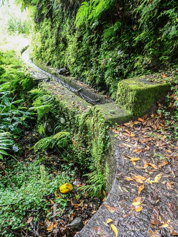 13.07.2018 Abschlusswanderung auf dem unglaublich grünen Unterlauf der Levada das Faias — Bis oberhalb des ersten Niveauüberganges — Foto 19