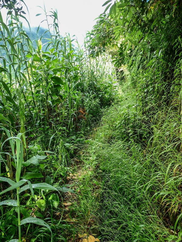 13.07.2018 Abschlusswanderung auf dem unglaublich grünen Unterlauf der Levada das Faias — Bis oberhalb des ersten Niveauüberganges — Foto 20