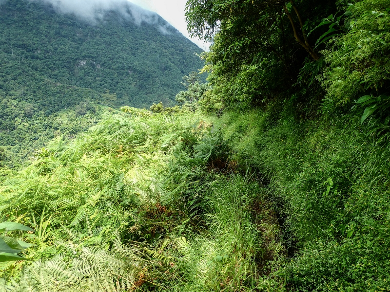 13.07.2018 Abschlusswanderung auf dem unglaublich grünen Unterlauf der Levada das Faias — Bis oberhalb des ersten Niveauüberganges — Foto 21