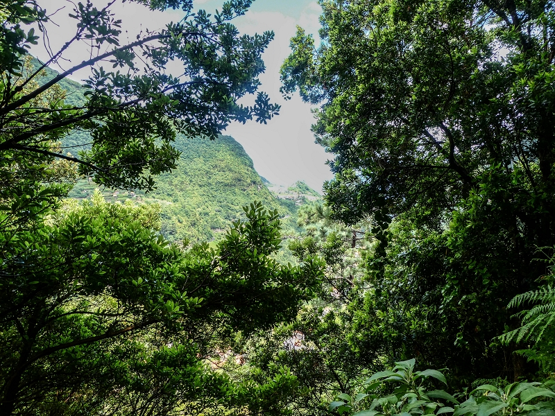 13.07.2018 Abschlusswanderung auf dem unglaublich grünen Unterlauf der Levada das Faias — Bis oberhalb des ersten Niveauüberganges — Foto 22