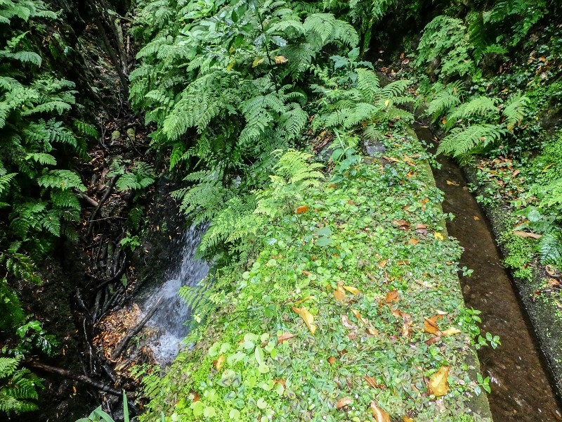 13.07.2018 Abschlusswanderung auf dem unglaublich grünen Unterlauf der Levada das Faias — Bis oberhalb des ersten Niveauüberganges — Foto 25