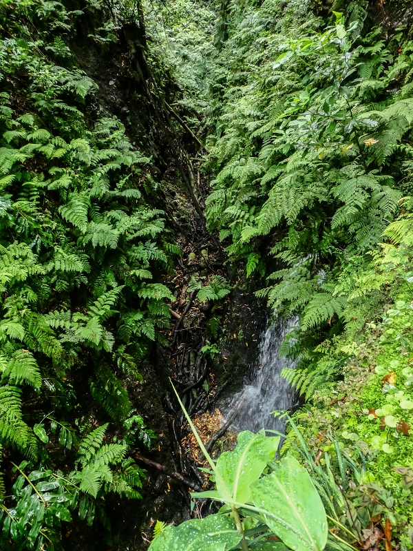 13.07.2018 Abschlusswanderung auf dem unglaublich grünen Unterlauf der Levada das Faias — Der erste Niveauübergang — Foto 1