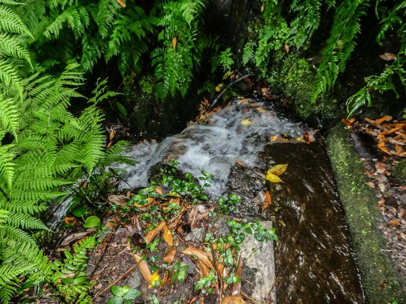 13.07.2018 Abschlusswanderung auf dem unglaublich grünen Unterlauf der Levada das Faias — Der erste Niveauübergang — Foto 2
