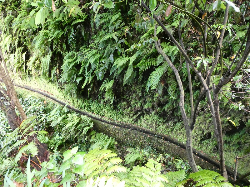 13.07.2018 Abschlusswanderung auf dem unglaublich grünen Unterlauf der Levada das Faias — Der erste Niveauübergang — Foto 5