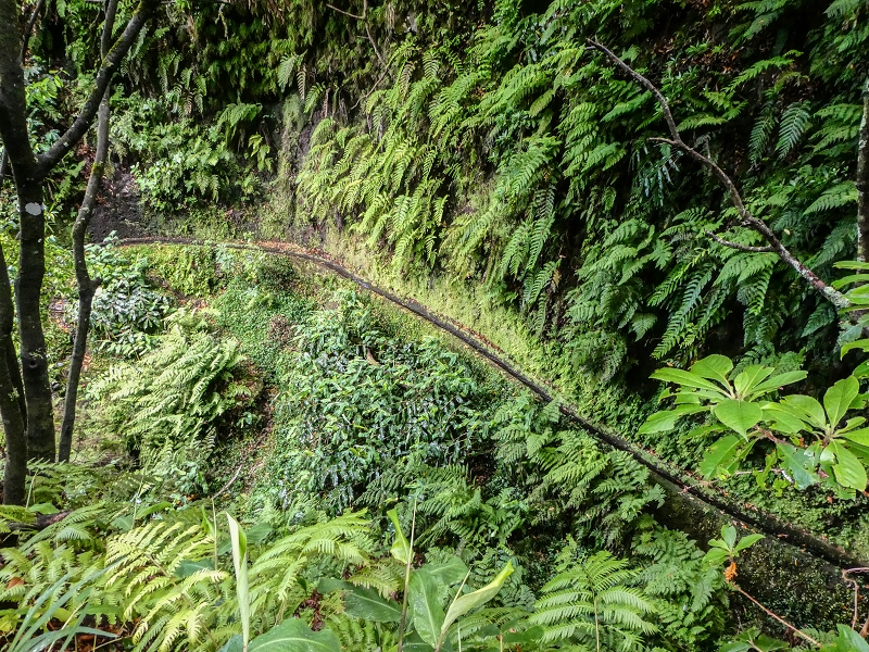 13.07.2018 Abschlusswanderung auf dem unglaublich grünen Unterlauf der Levada das Faias — Der erste Niveauübergang — Foto 6