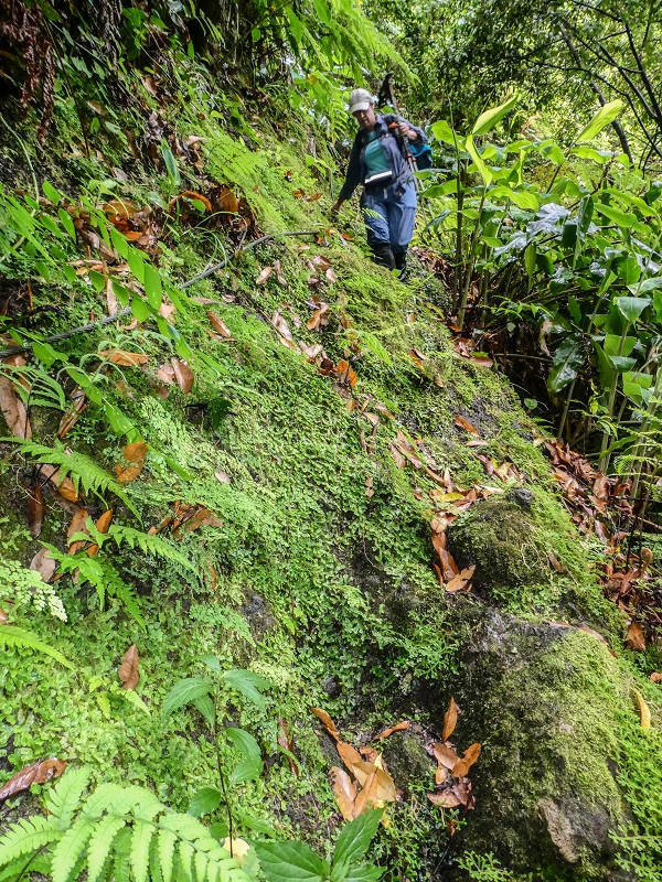 13.07.2018 Abschlusswanderung auf dem unglaublich grünen Unterlauf der Levada das Faias — Der erste Niveauübergang — Foto 8