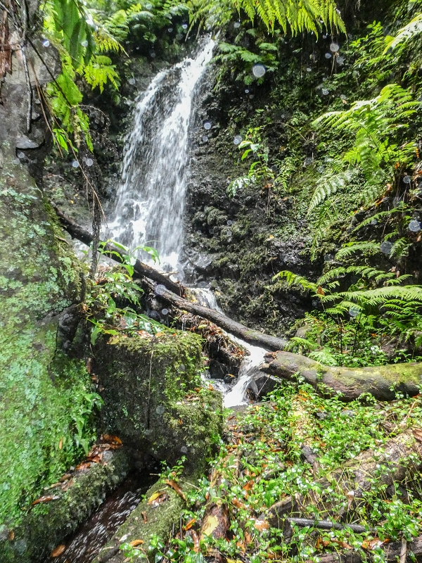 13.07.2018 Abschlusswanderung auf dem unglaublich grünen Unterlauf der Levada das Faias — Der erste Niveauübergang — Foto 11