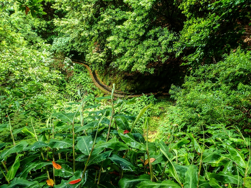 13.07.2018 Abschlusswanderung auf dem unglaublich grünen Unterlauf der Levada das Faias — Der zweite Niveauübergang — Foto 2