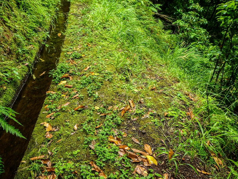 13.07.2018 Abschlusswanderung auf dem unglaublich grünen Unterlauf der Levada das Faias — Der zweite Niveauübergang — Foto 3
