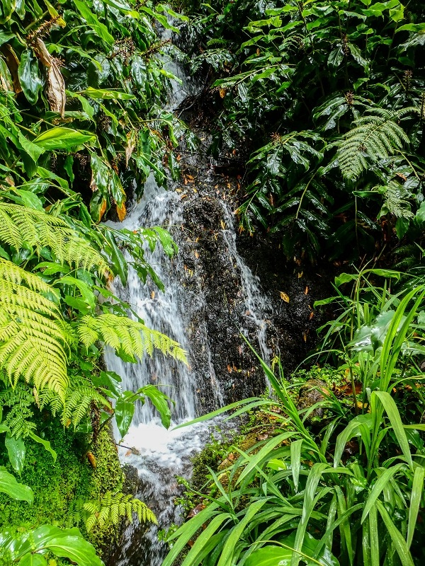 13.07.2018 Abschlusswanderung auf dem unglaublich grünen Unterlauf der Levada das Faias — Der zweite Niveauübergang — Foto 4