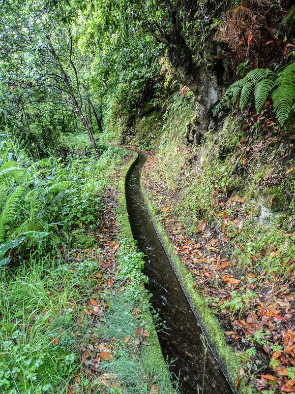 13.07.2018 Abschlusswanderung auf dem unglaublich grünen Unterlauf der Levada das Faias — Bis oberhalb des ersten Niveauüberganges — Foto 5