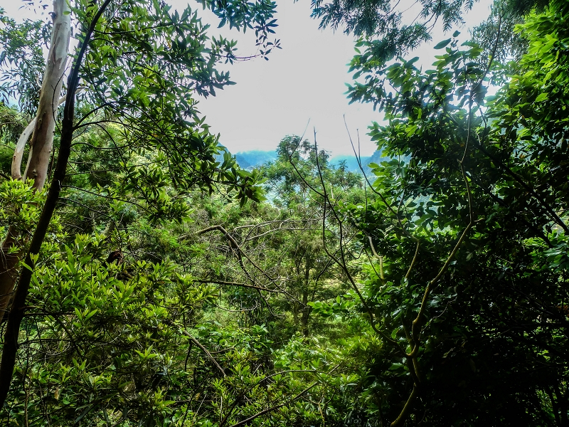 13.07.2018 Abschlusswanderung auf dem unglaublich grünen Unterlauf der Levada das Faias — Weiter zum vierten Niveauübergang (Wasserfall) — Foto 1