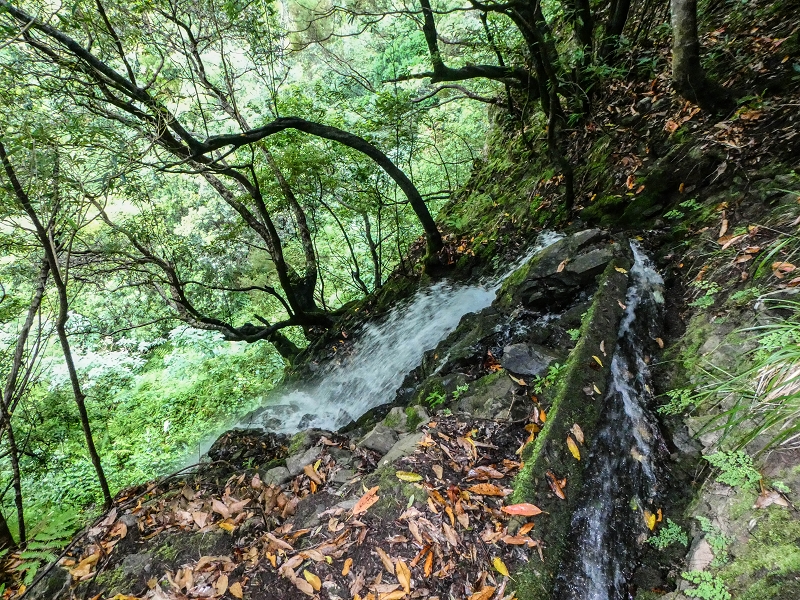 13.07.2018 Abschlusswanderung auf dem unglaublich grünen Unterlauf der Levada das Faias — Weiter zum vierten Niveauübergang (Wasserfall) — Foto 7