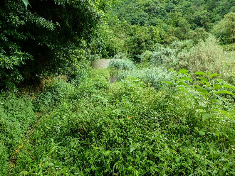 13.07.2018 Abschlusswanderung auf dem unglaublich grünen Unterlauf der Levada das Faias — Weiter etwas ausgesetzt zum dritten Niveauübergang — Foto 15