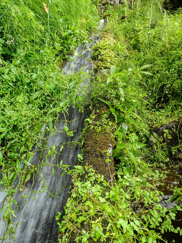13.07.2018 Abschlusswanderung auf dem unglaublich grünen Unterlauf der Levada das Faias — Weiter etwas ausgesetzt zum dritten Niveauübergang — Foto 17