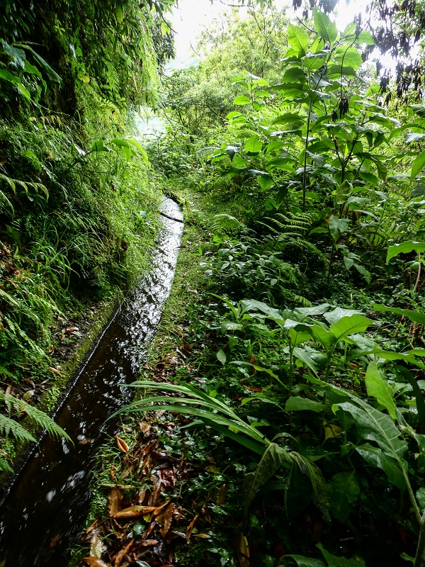 13.07.2018 Abschlusswanderung auf dem unglaublich grünen Unterlauf der Levada das Faias — Weiter etwas ausgesetzt zum dritten Niveauübergang — Foto 7