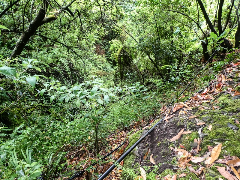 13.07.2018 Abschlusswanderung auf dem unglaublich grünen Unterlauf der Levada das Faias — Weiter etwas ausgesetzt zum dritten Niveauübergang — Foto 11