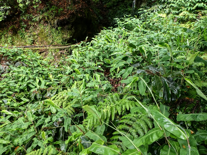 13.07.2018 Abschlusswanderung auf dem unglaublich grünen Unterlauf der Levada das Faias — Der zweite Niveauübergang — Foto 6